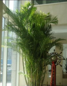 南通0513園藝 專業植物、花草、盆景租賃與養護服務