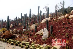 農業遇上智慧氣象 互聯網助力鄉村振興與園藝服務升級