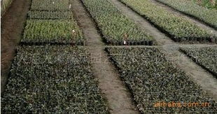 優質二年生高叢藍莓營養缽苗供應商 大連大譚瑞鳳園藝苗木專業合作社