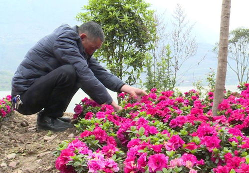 新建村 發展花卉苗木產業，壯大村集體經濟