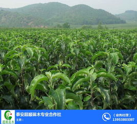 梨樹苗選購指南 開封超順苗木的農業園藝服務解析