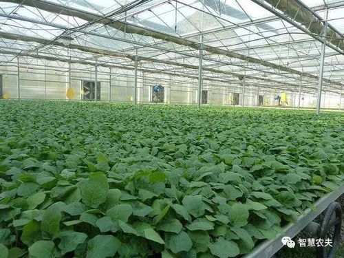 浙江再領跑 全國首推農業標準地改革，推動農業園藝服務現代化