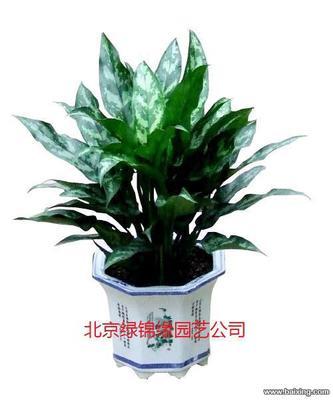 北京農業園藝服務 花卉銷售、綠植租賃與鮮花批發全解析