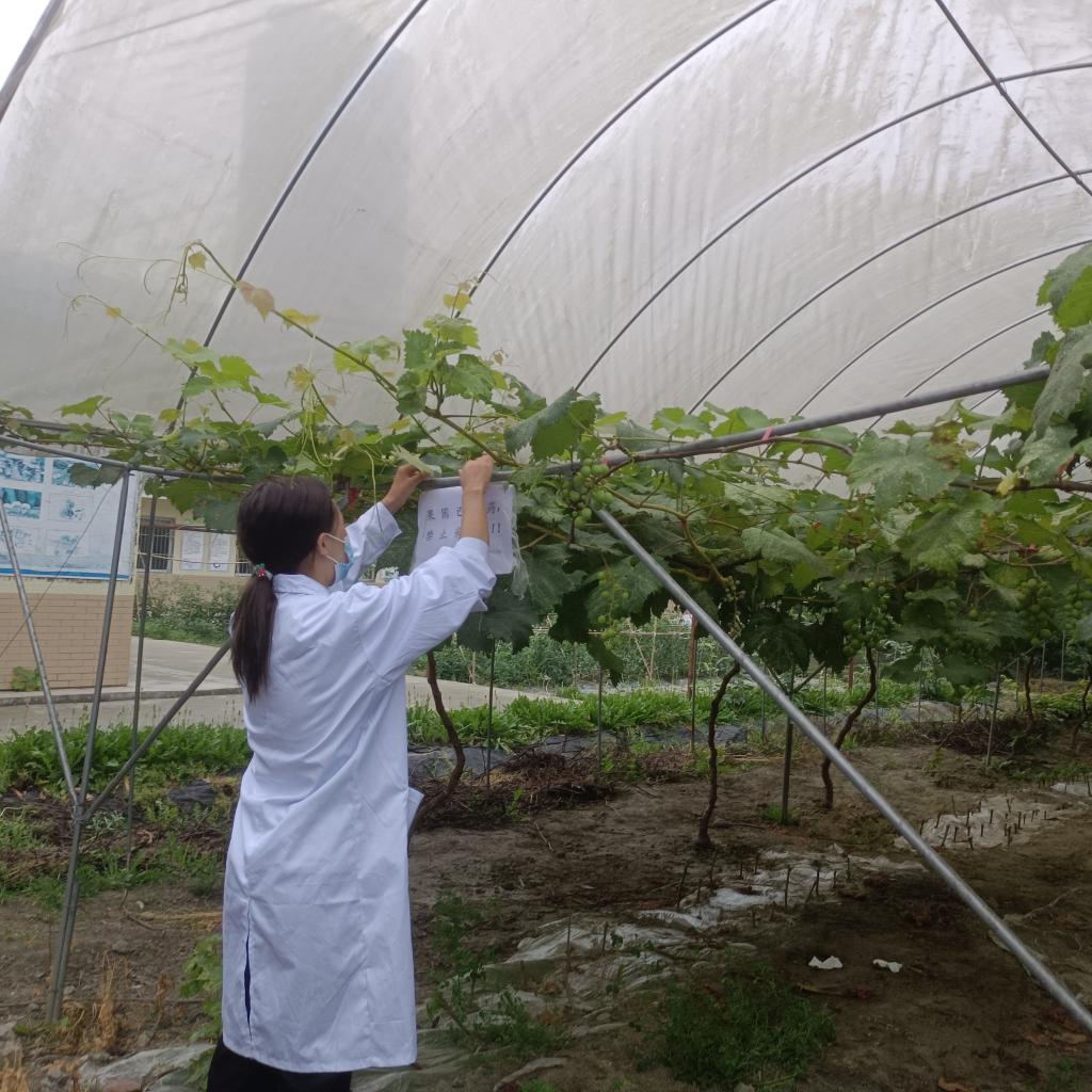 勞動育新人，青春植沃土——農業園藝學院植保與檢疫專業實踐服務紀實