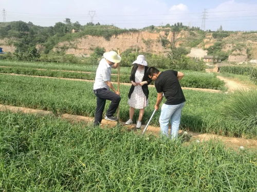 耀州區整區環境評價護航無公害農產品基地建設，農業園藝服務邁向新階段