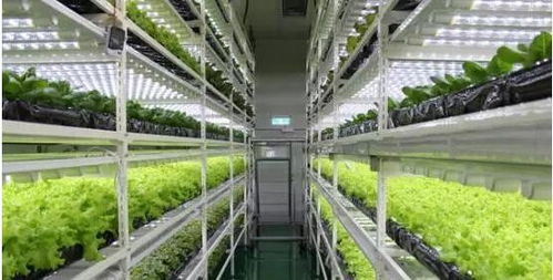 LED照明裝置 定義解析與農業園藝服務應用新篇