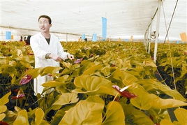 望城四步曲 快速推進(jìn)城鄉(xiāng)一體化的農(nóng)業(yè)園藝服務(wù)新篇章