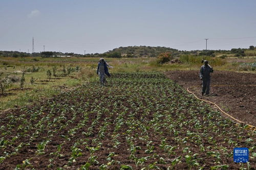 友誼之種，在非洲大地綻放——中國農業專家助力厄立特里亞農業發展