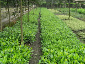 錦江區(qū)蘇威園藝苗圃經(jīng)營(yíng)部 地苗大梔子專(zhuān)業(yè)供應(yīng)，品質(zhì)可靠服務(wù)優(yōu)