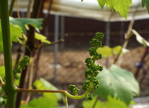 遼寧農(nóng)業(yè)職業(yè)技術(shù)學(xué)院都市園藝 碩果累累映襯下的美麗校園與專(zhuān)業(yè)服務(wù)