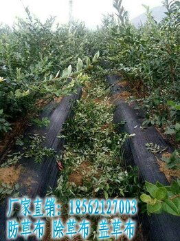 園藝與農(nóng)業(yè)領(lǐng)域防草布應(yīng)用指南 果園林業(yè)除草布價(jià)格、廠家及服務(wù)解析